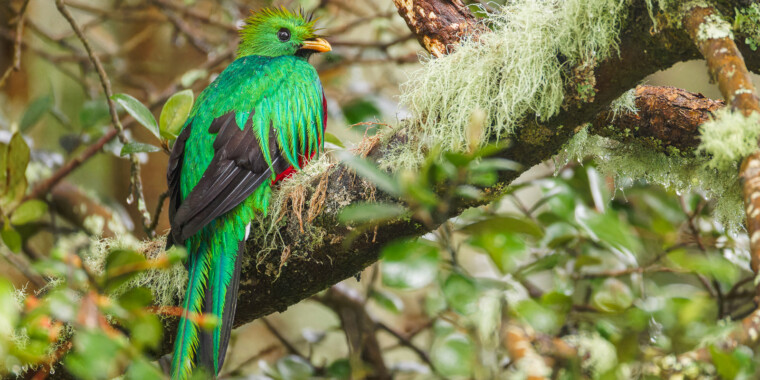 Costa Rica Sampler Trip Report (Jan 18 - 29, 2025)