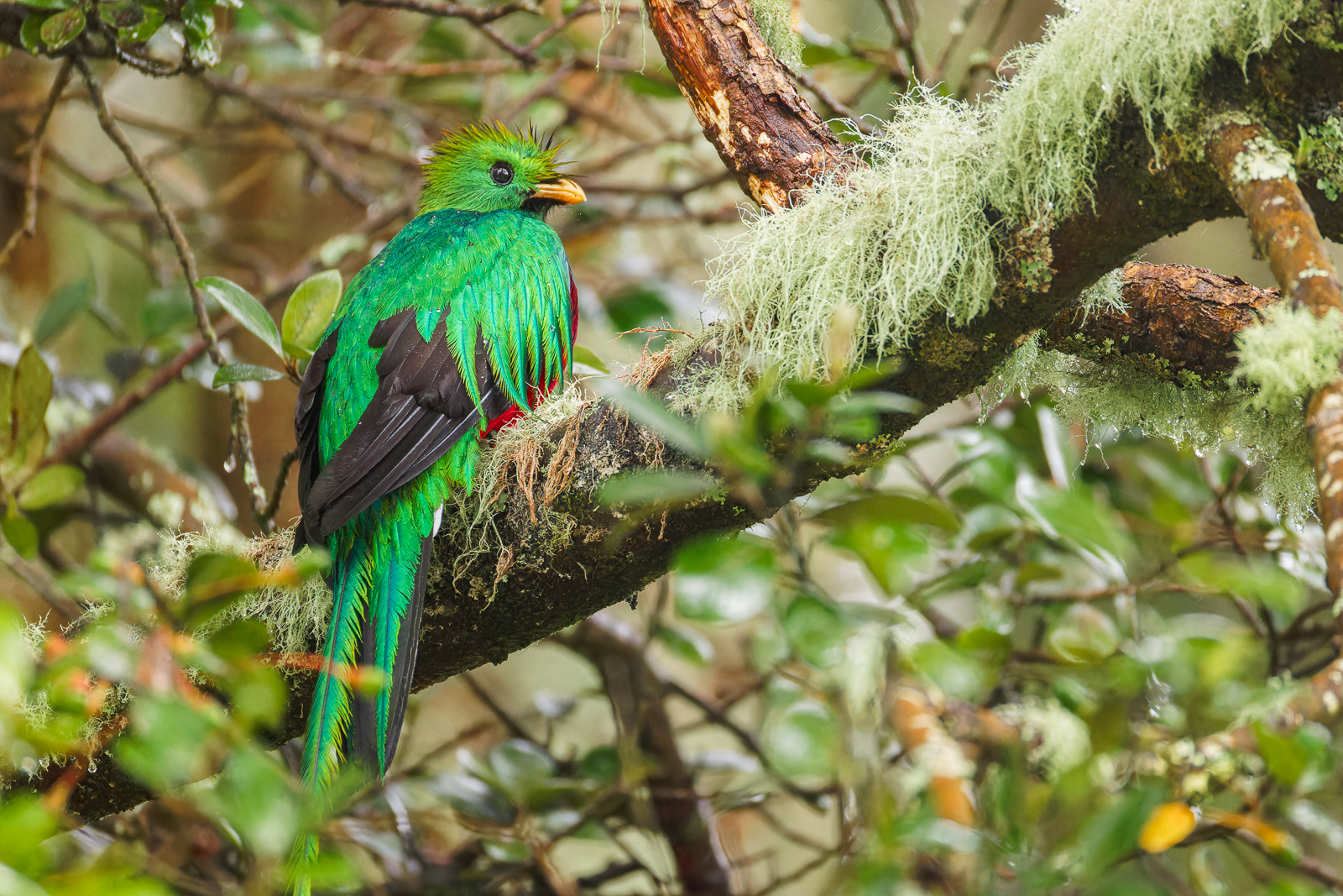 Resplendent Quetzal