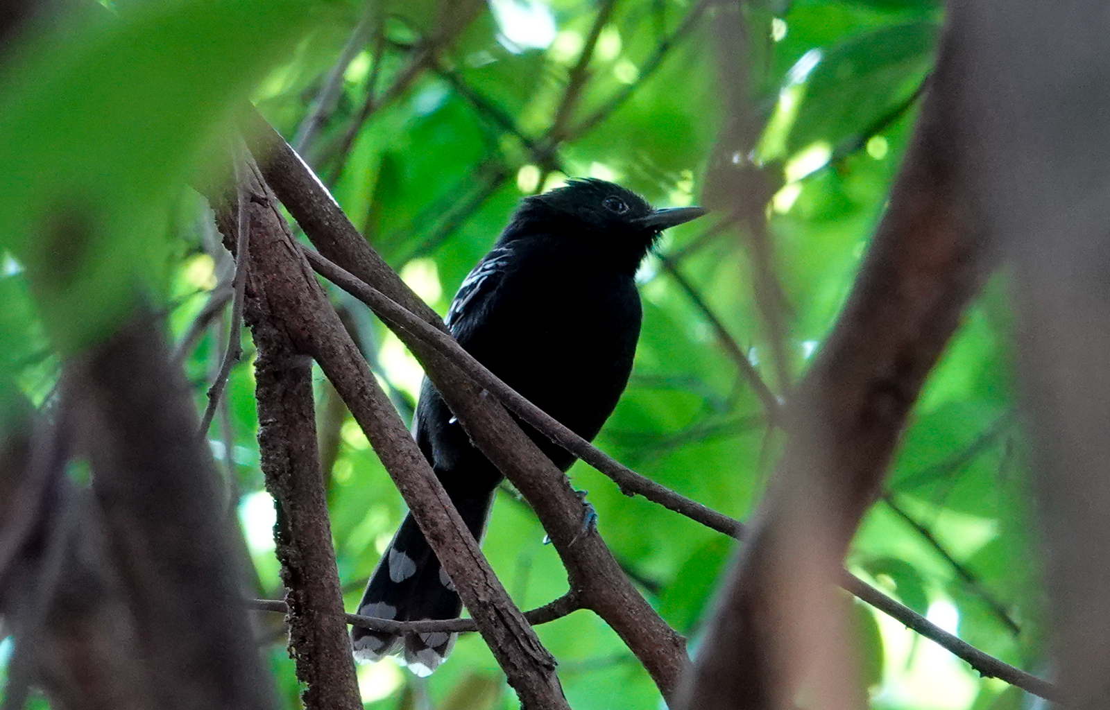 Rio Branco Antbird