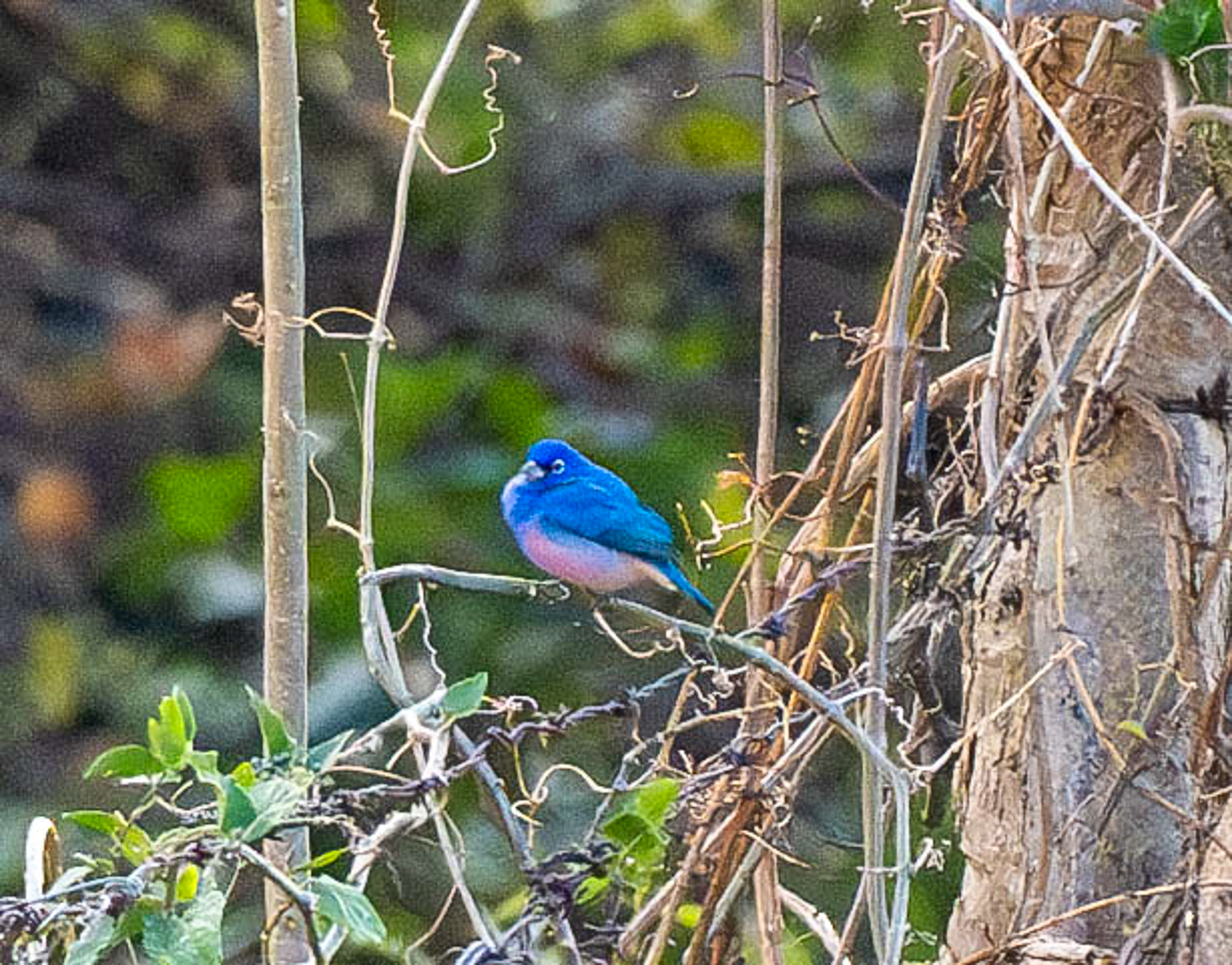 Rose-bellied Bunting