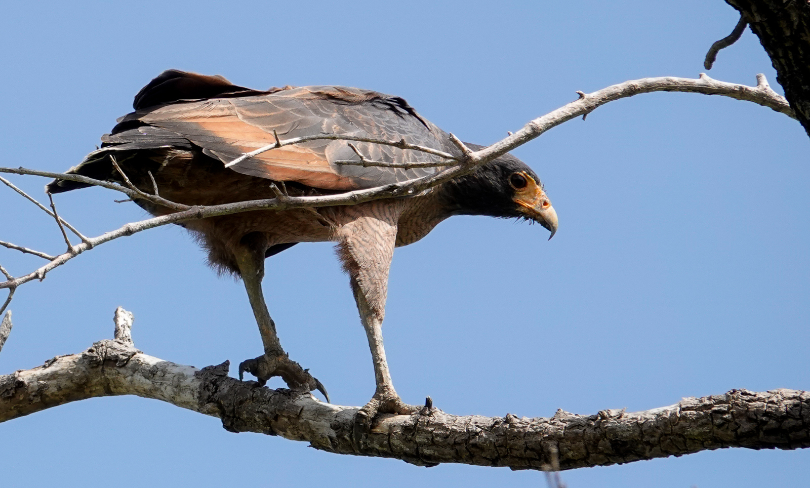 Rufous Crab Hawk