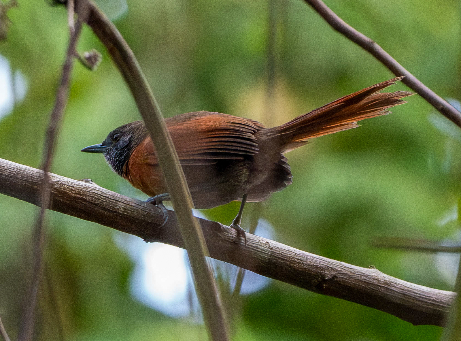 Rufous-breasted Spinetail