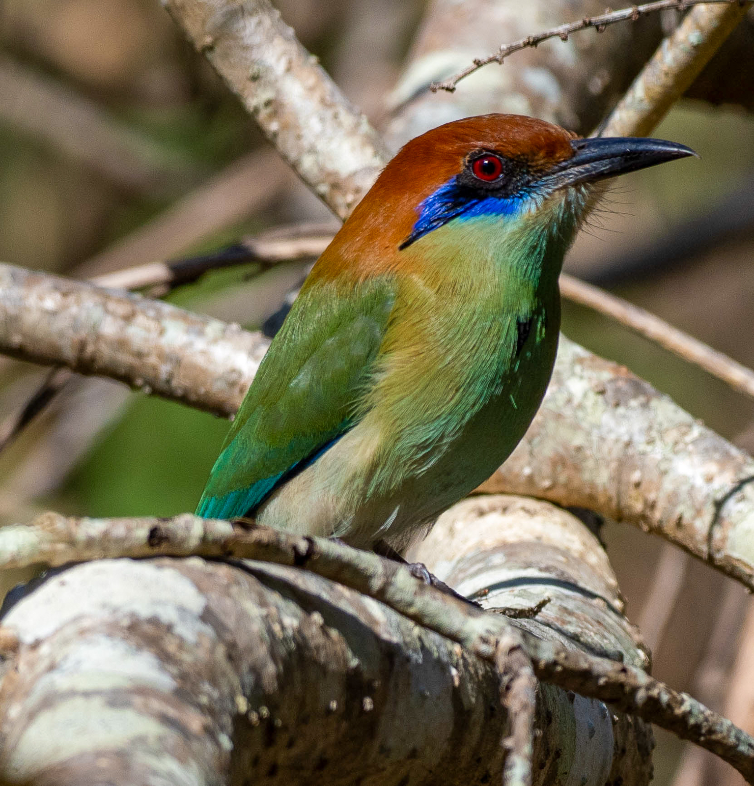 Russet-crowned Motmot
