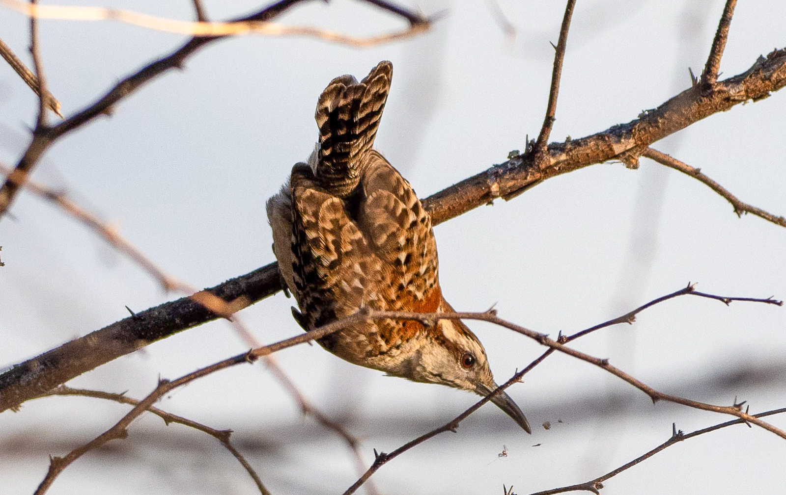 Russet-naped Wren