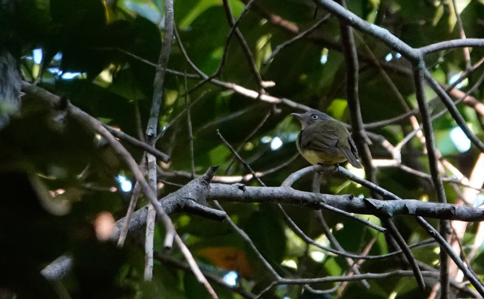 Saffron-crested Tyrant-Manakin