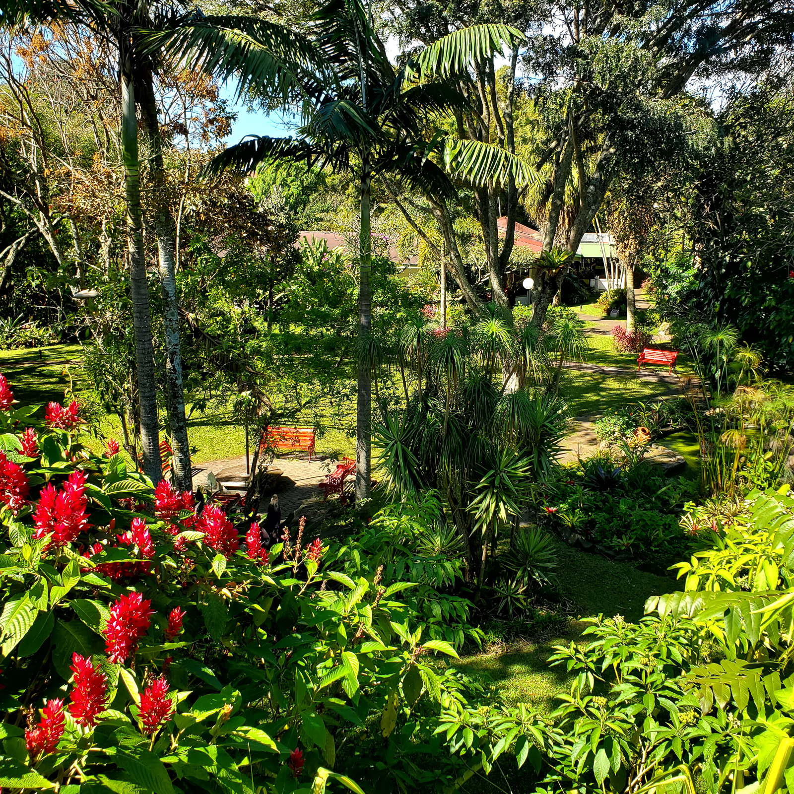 Costa Rican garden
