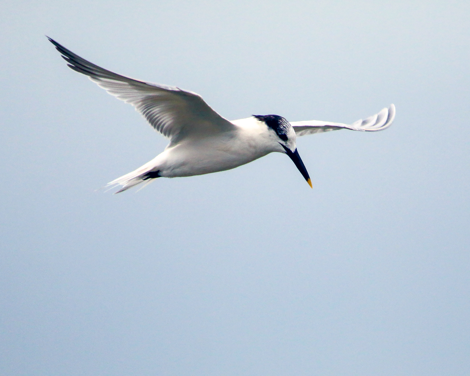 Sandwich Tern