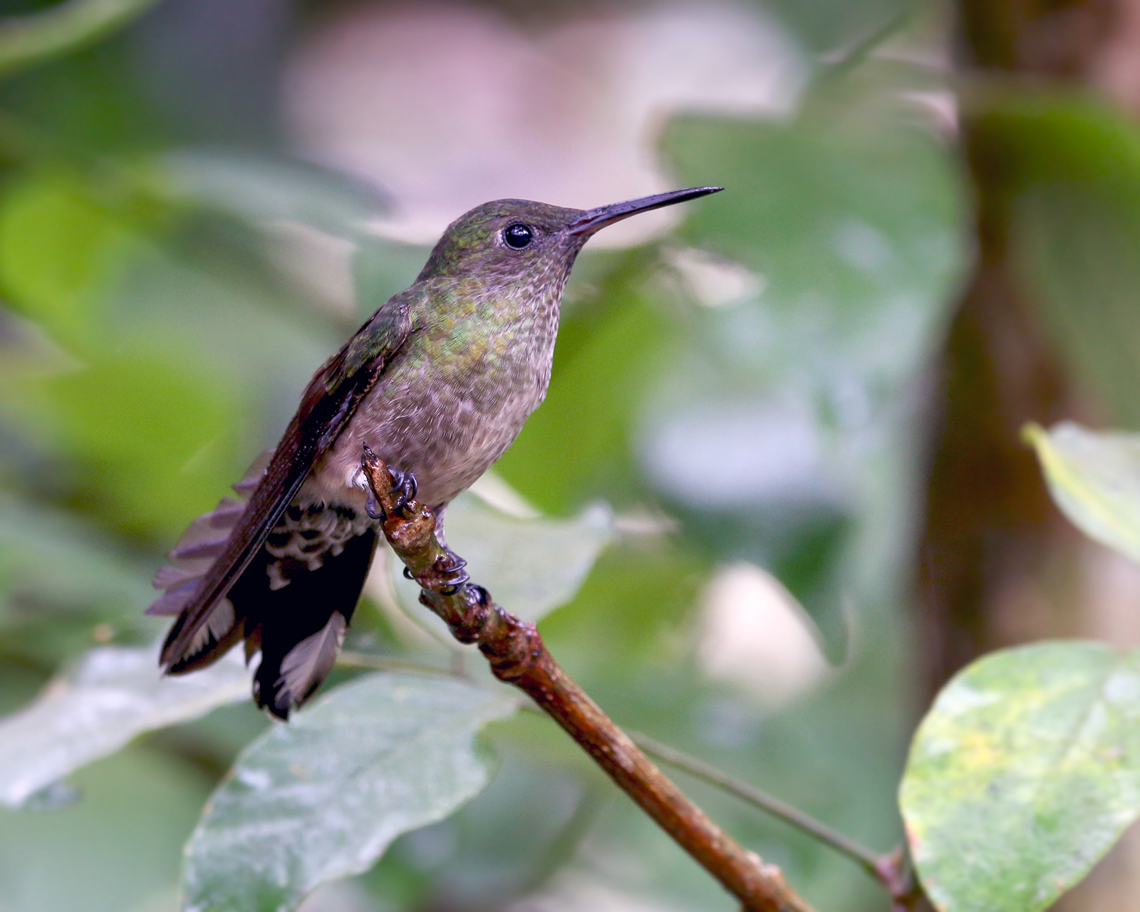 Scaly-breasted Hummingbird