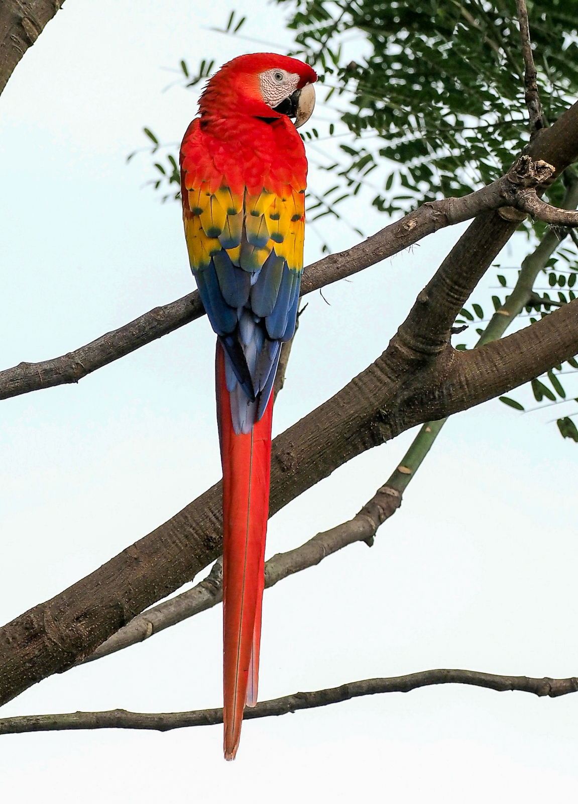 Scarlet Macaw