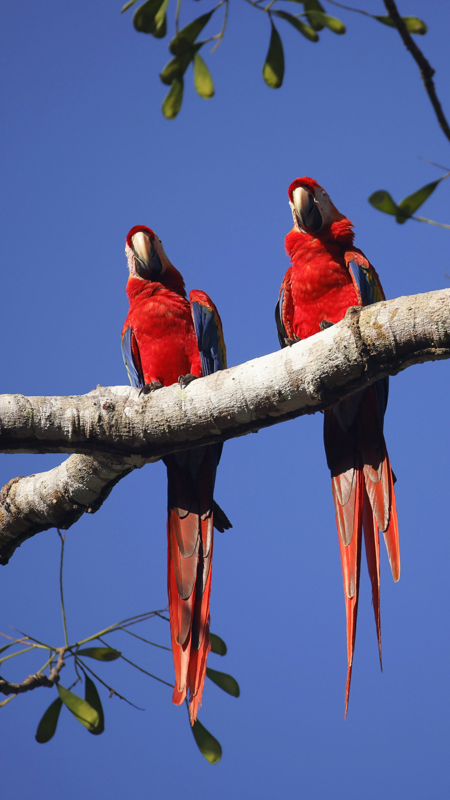 Scarlet Macaws