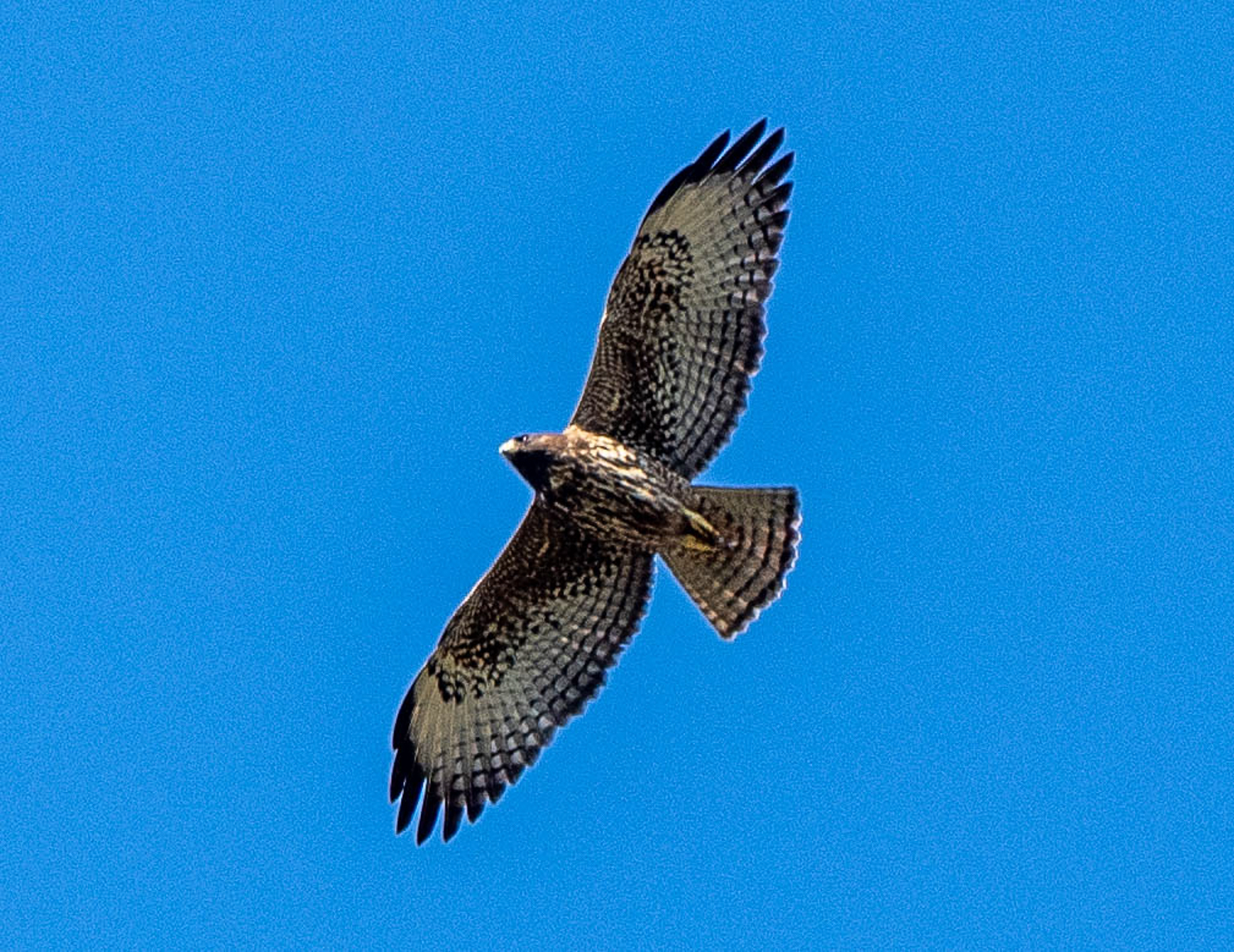 Short-tailed Hawk