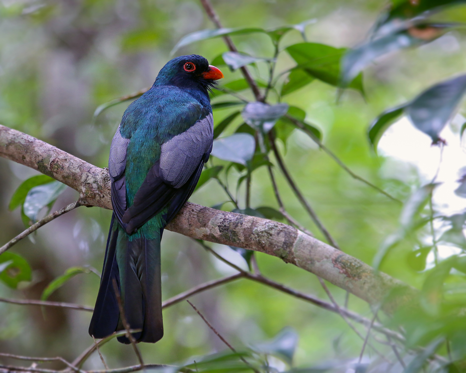 Slaty-tailed Trogon