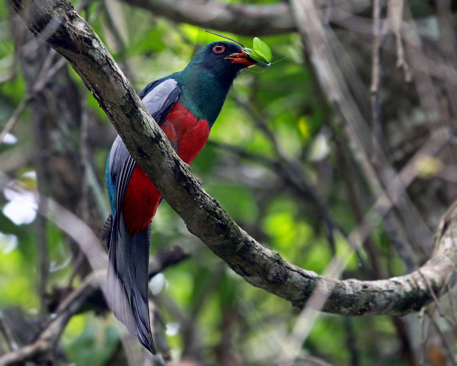 Slaty-tailed Trogon