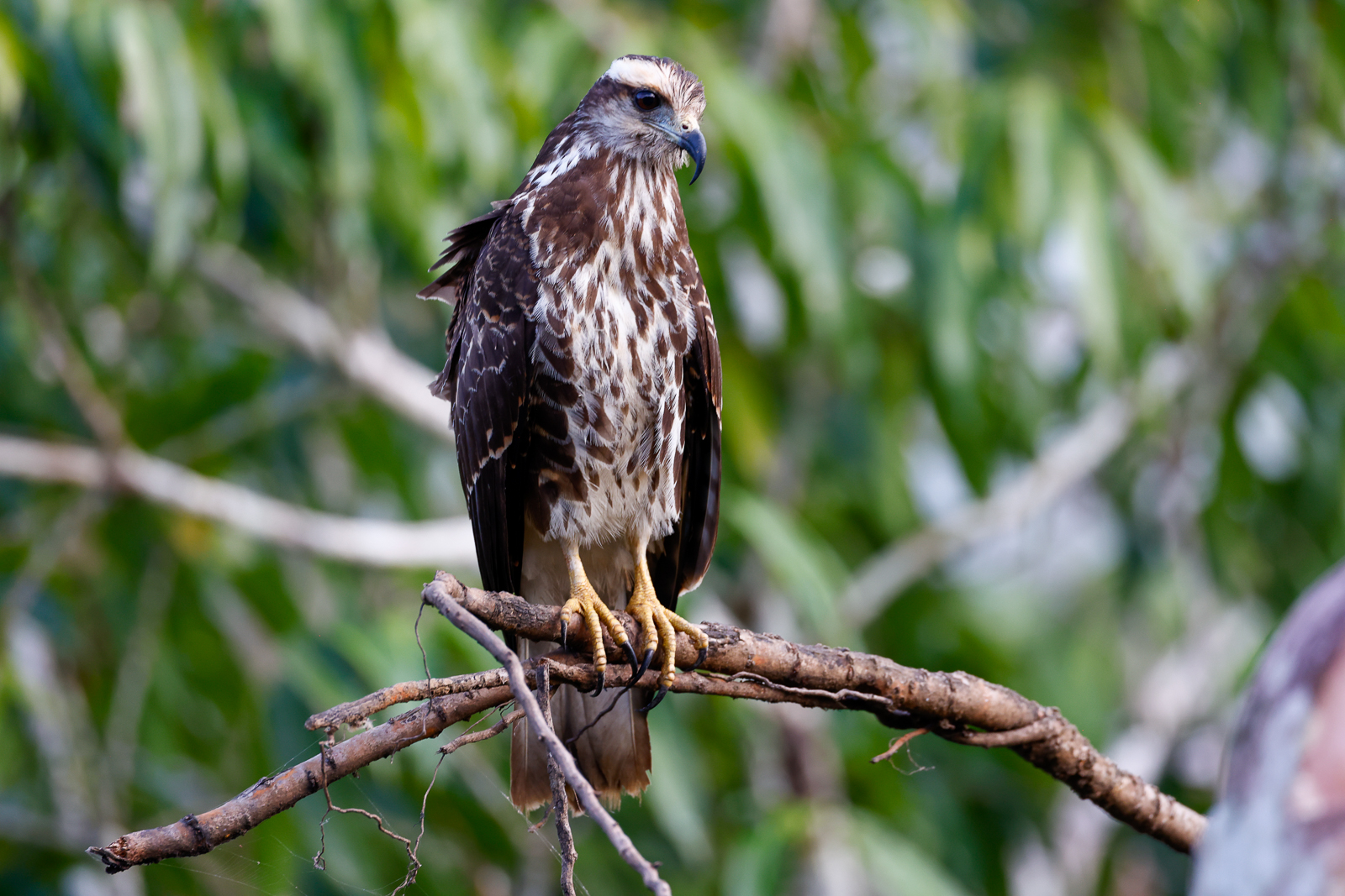 Snail Kite