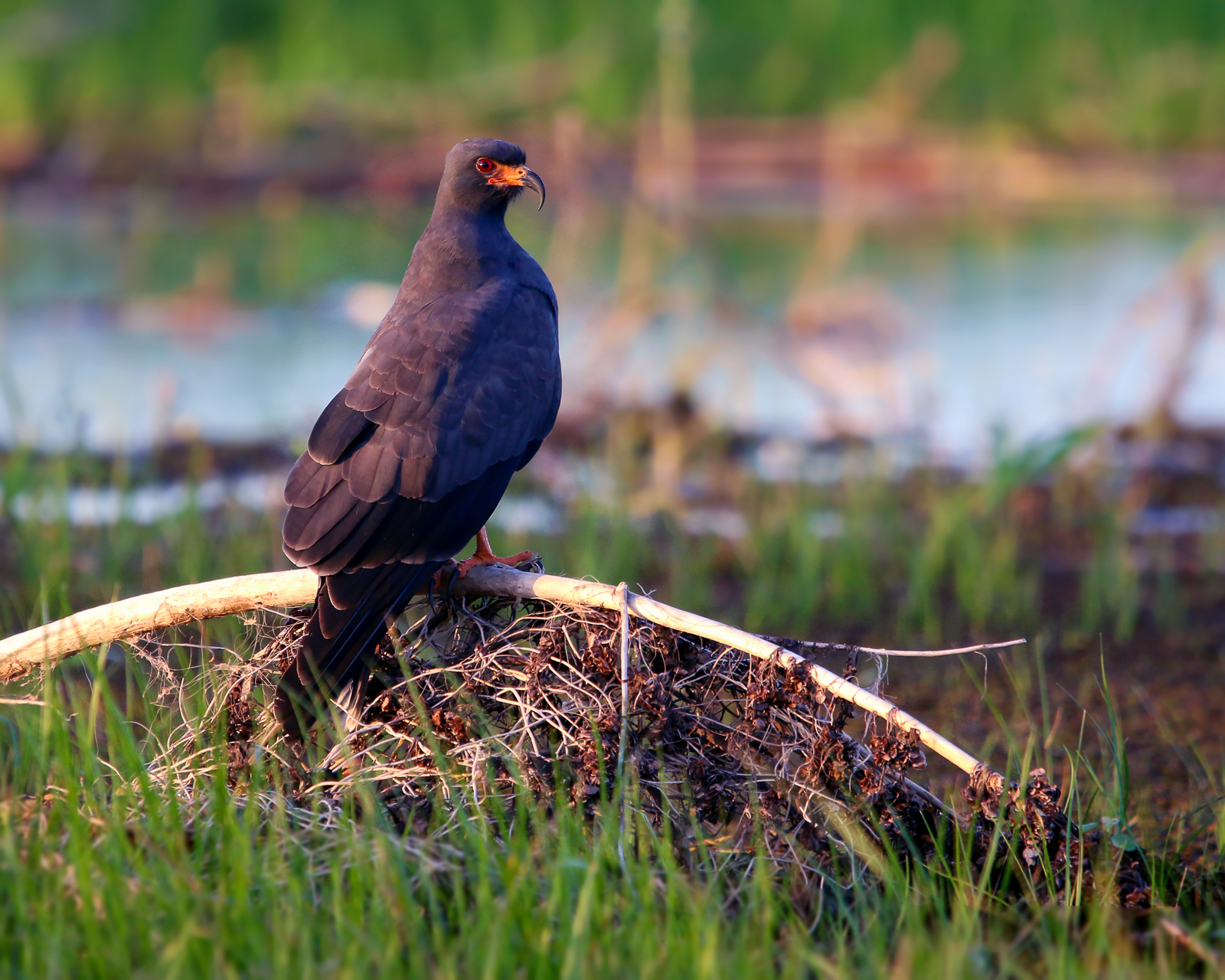 Snail Kite