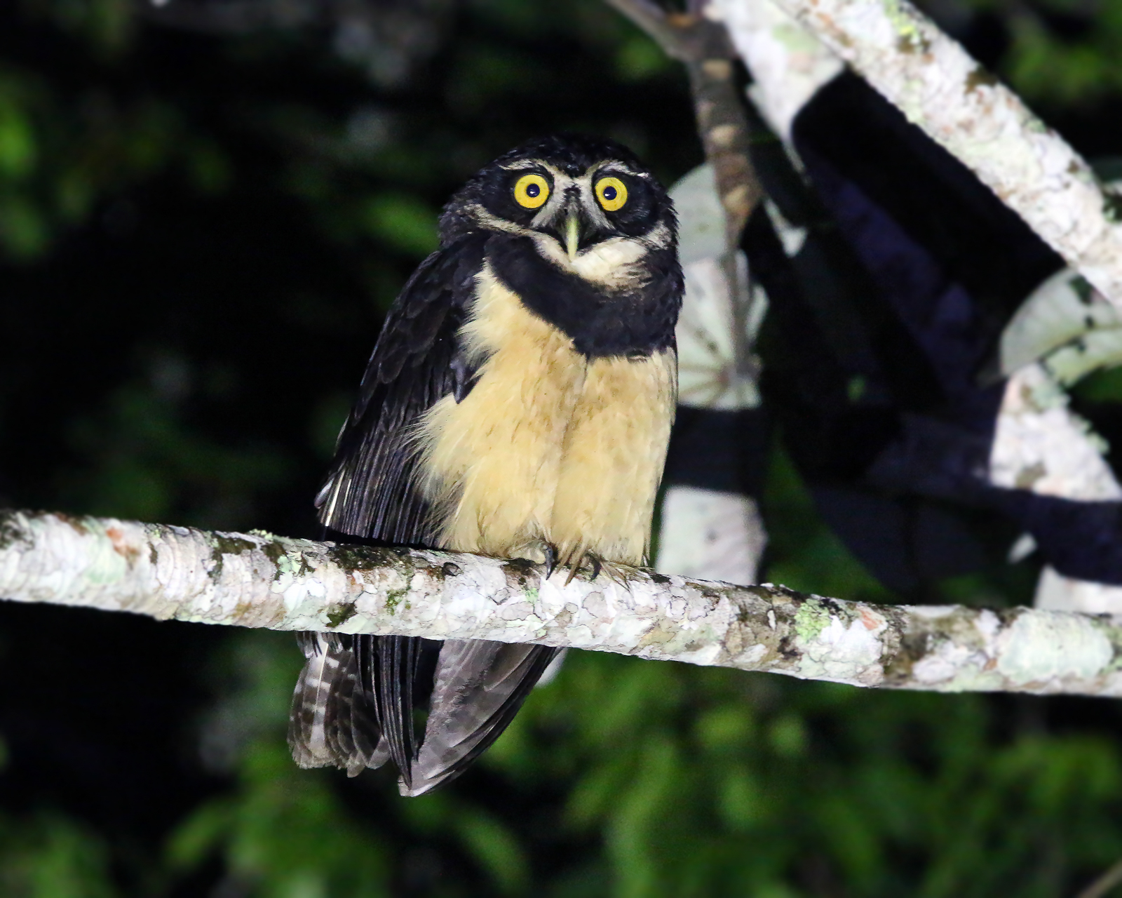 Spectacled Owl