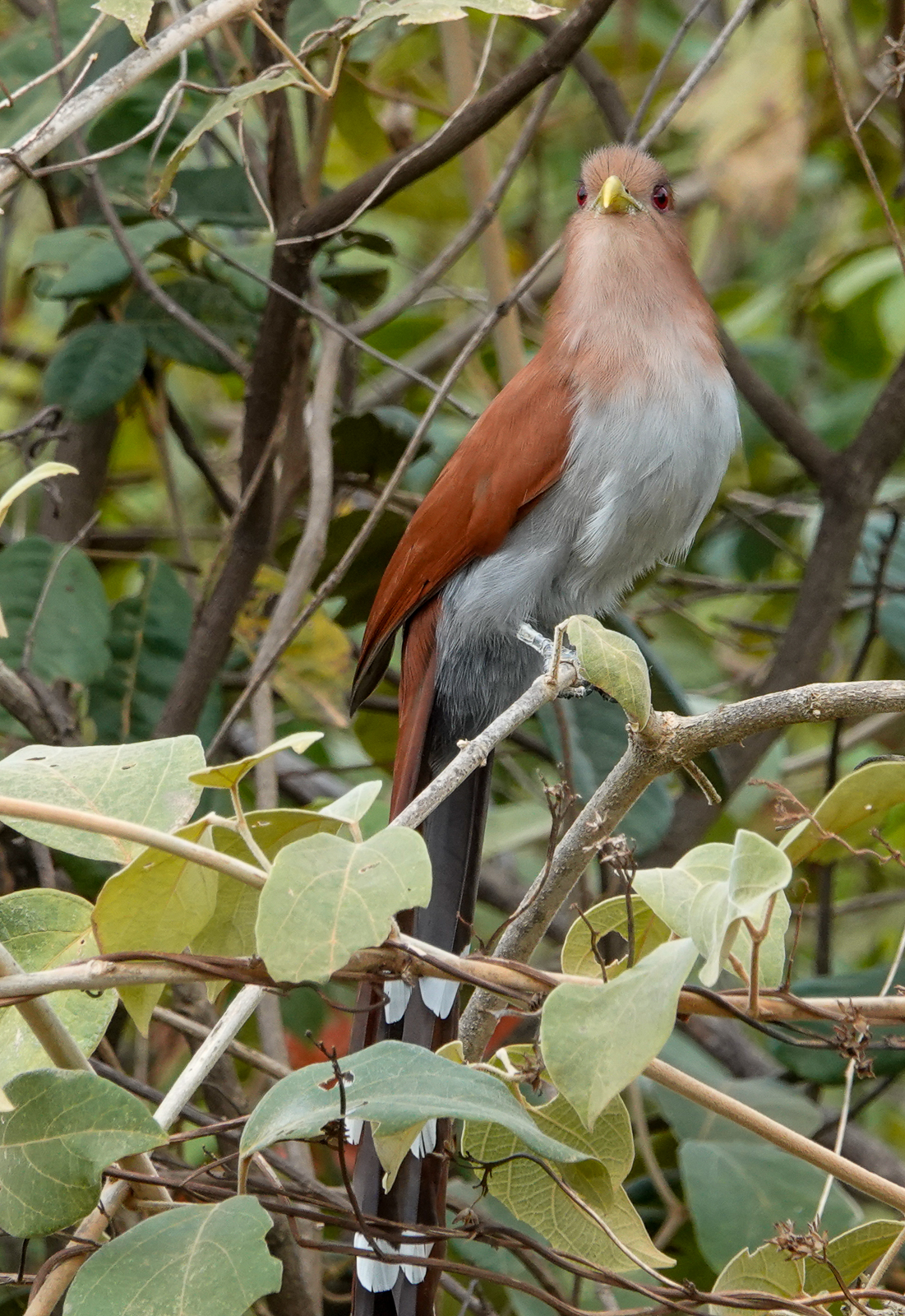 Squirrel Cuckoo