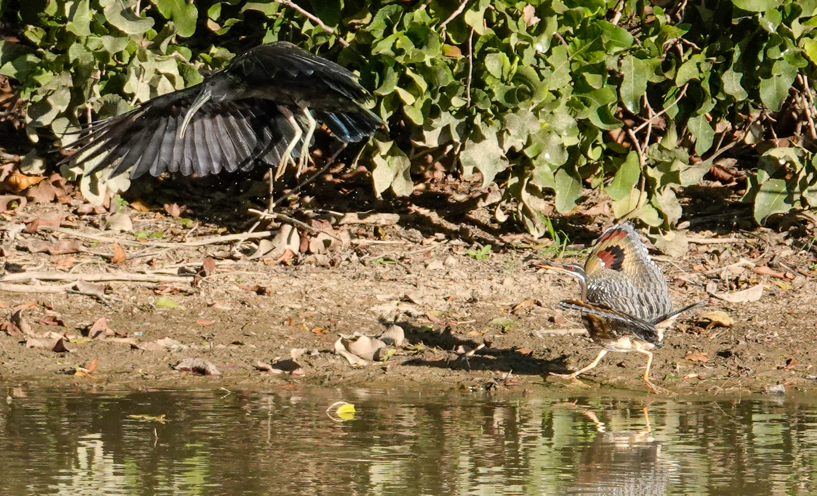 Green Ibis and Sunbittern
