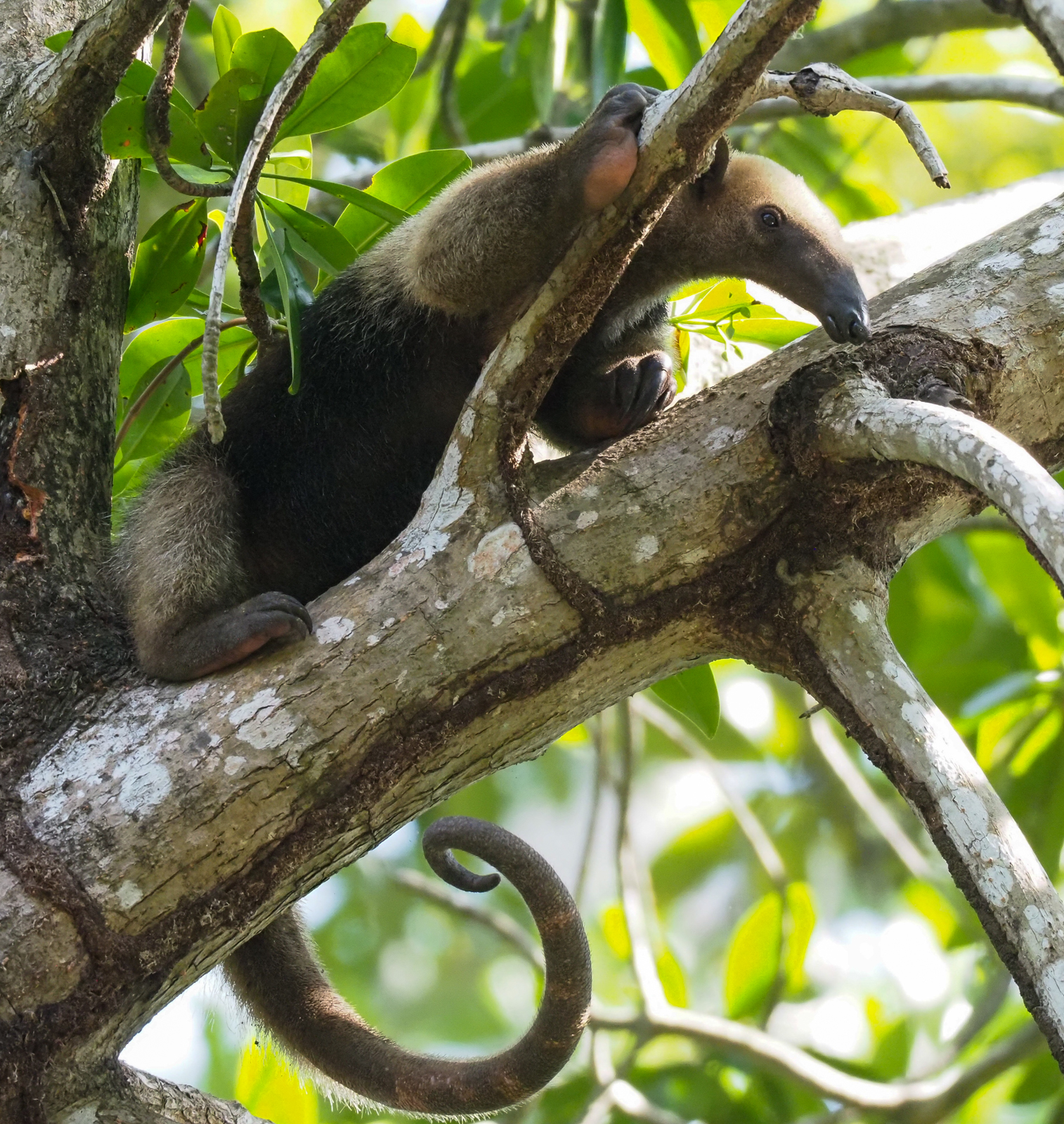 Tamandua