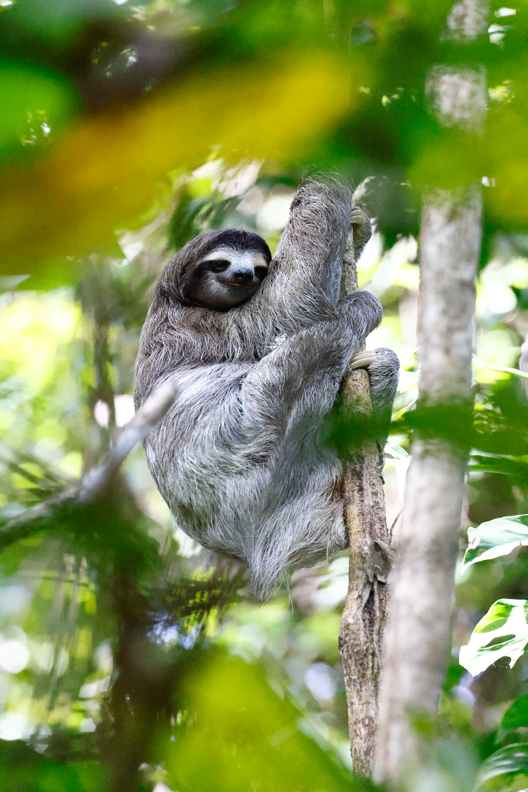 Three-toed Sloth