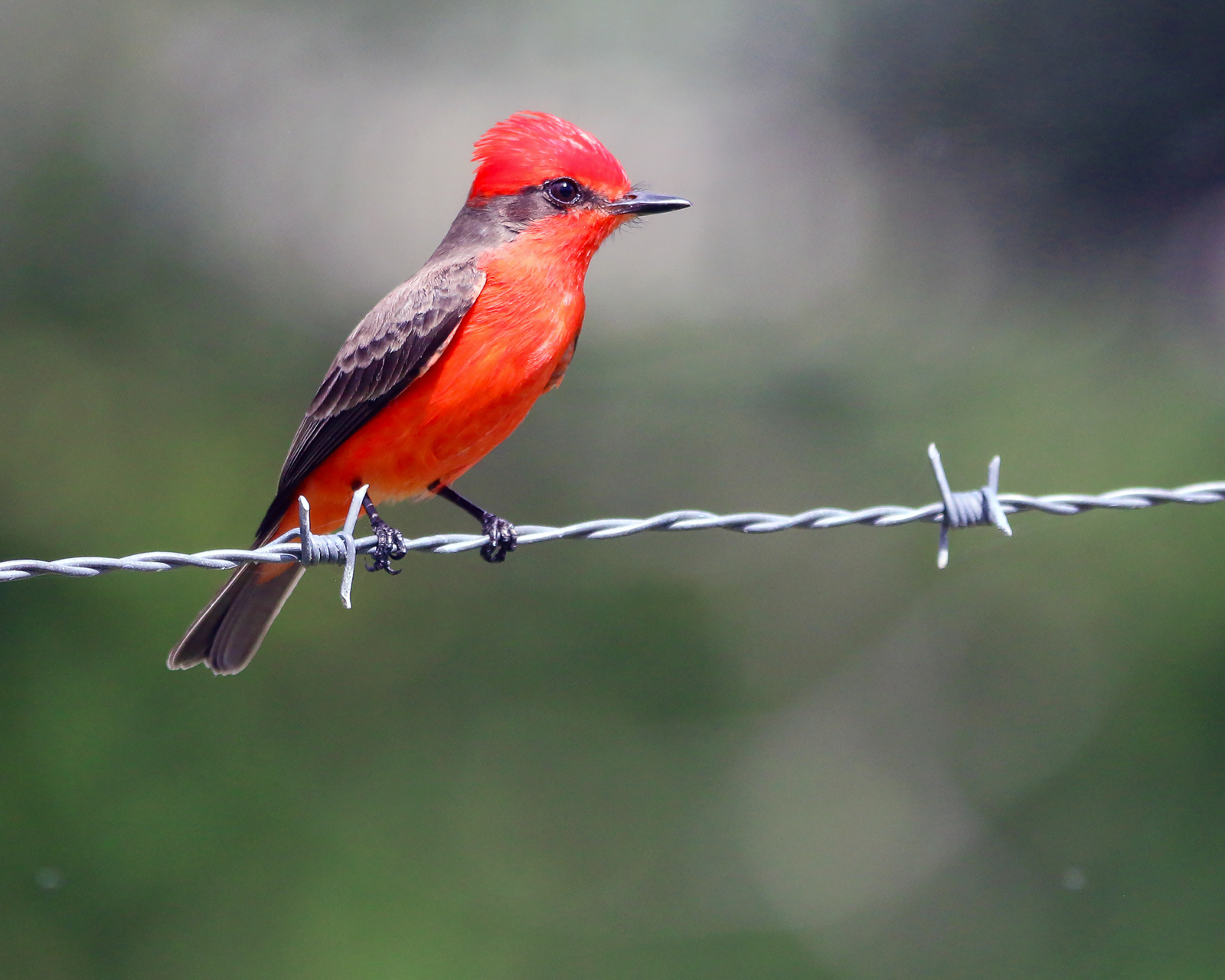 Vermillion Flycatcher