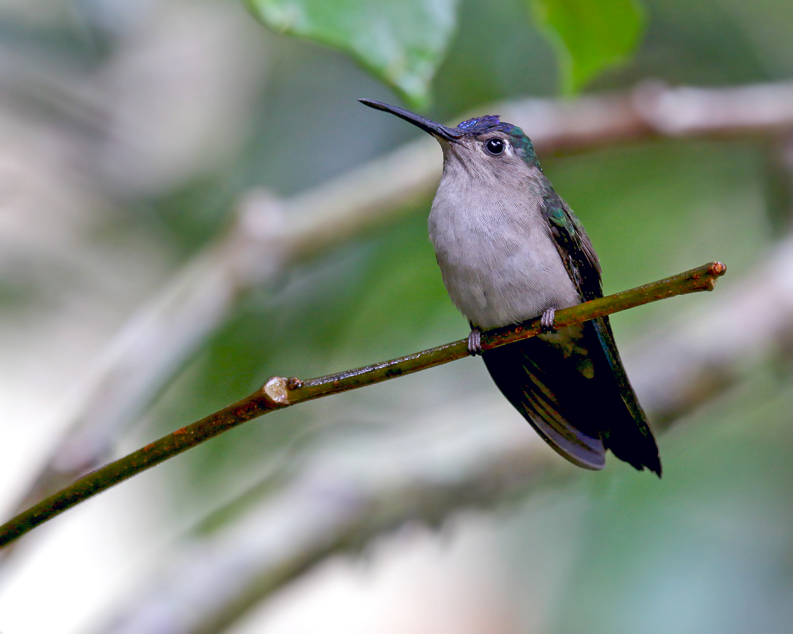 Wedge-tailed Sabrewing