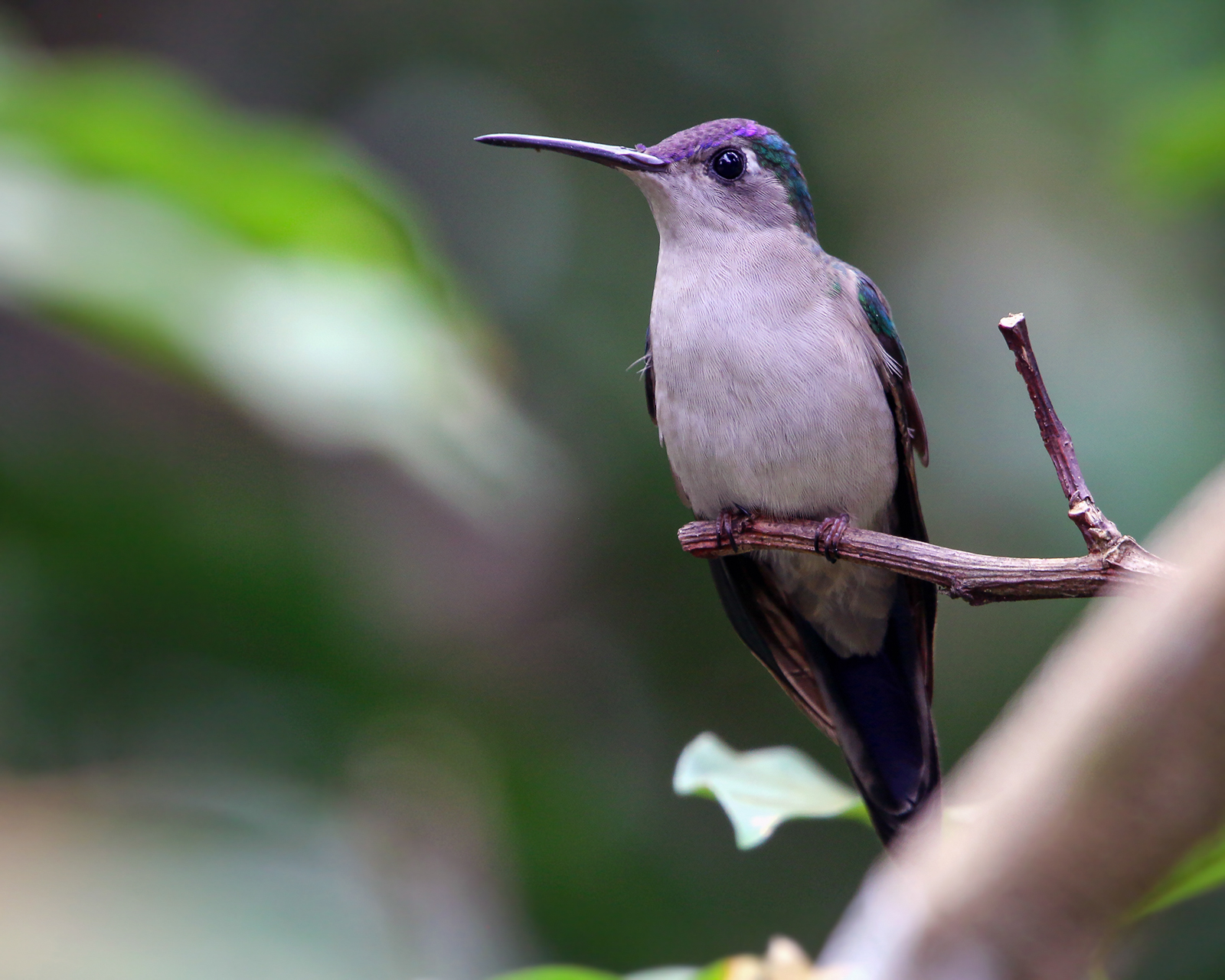Wedge-tailed Sabrewing
