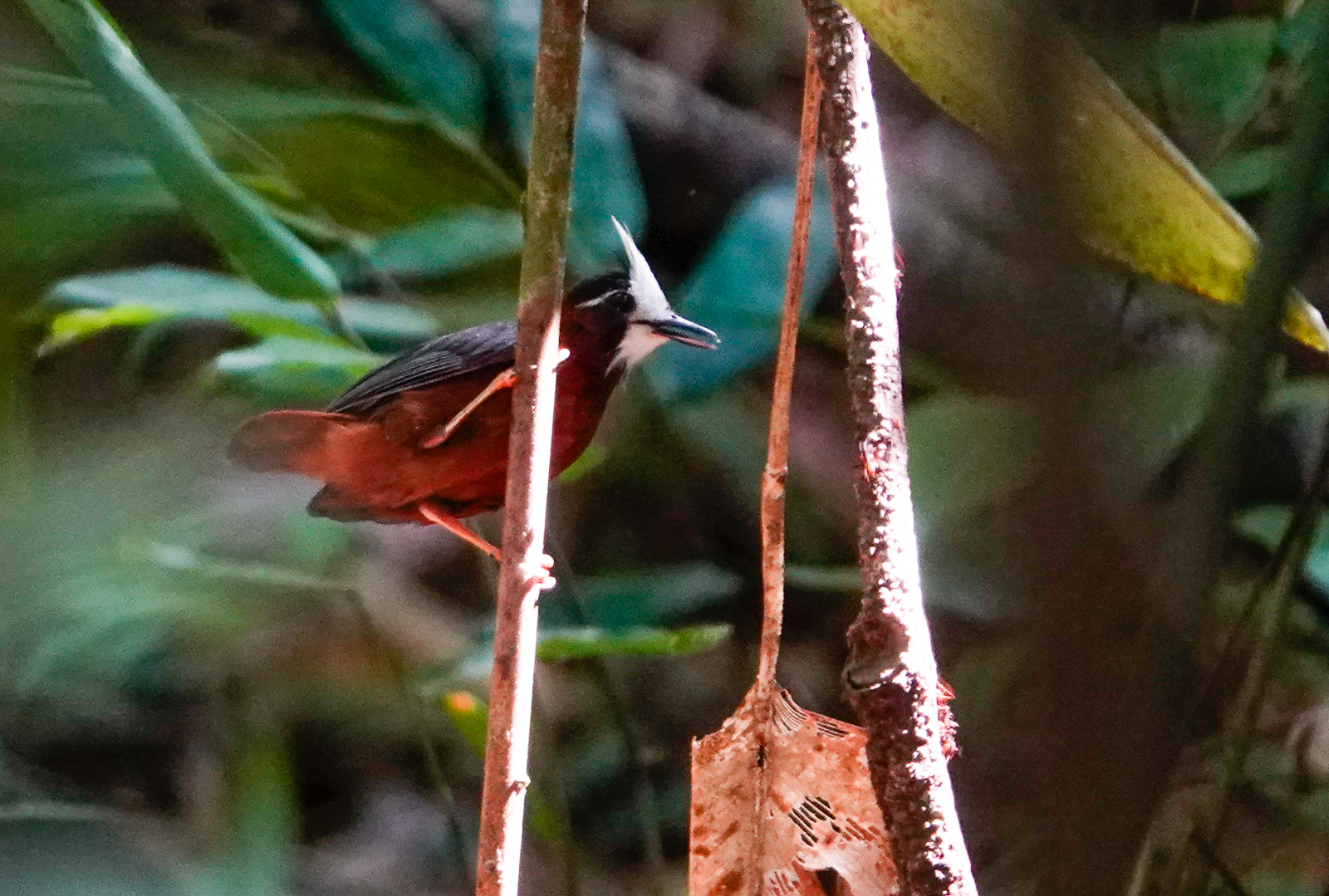 White-plumed Antbird