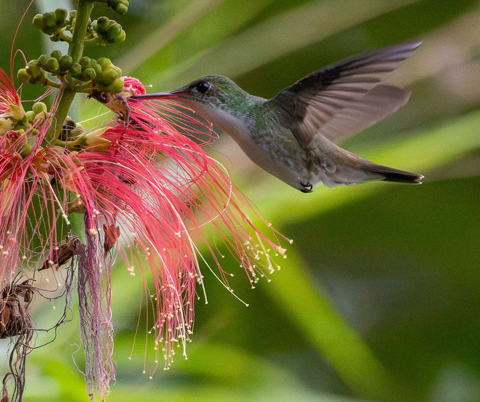 White-bellied Emerald