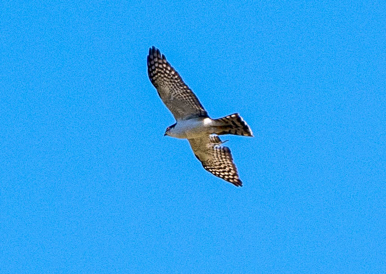 White-breasted Hawk