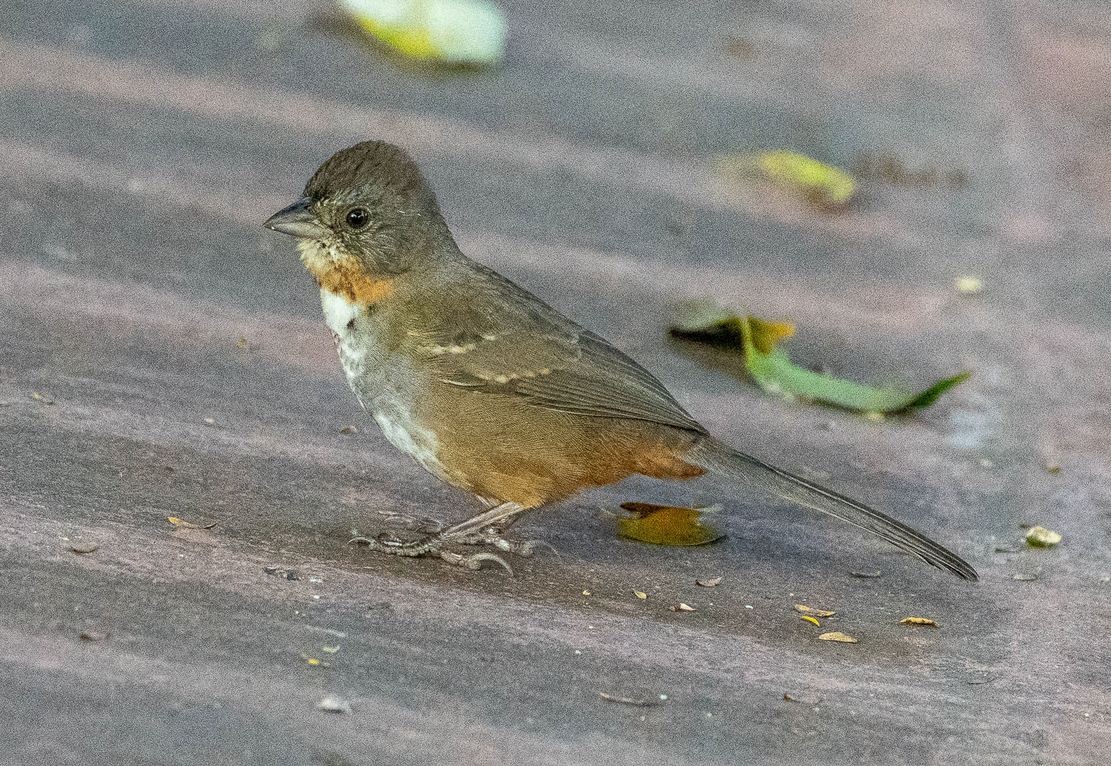 White-throated Towhee