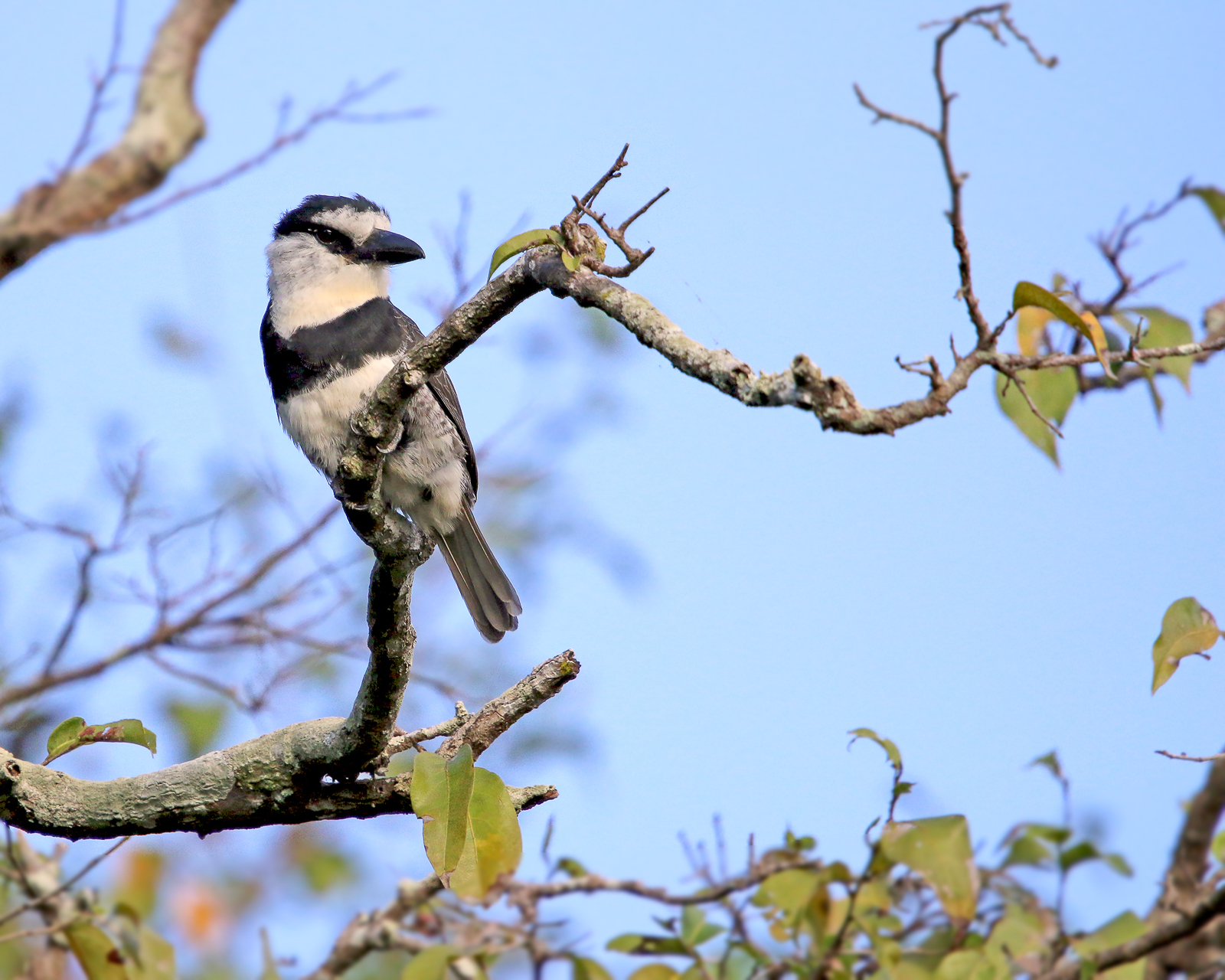 White-necked Puffbird