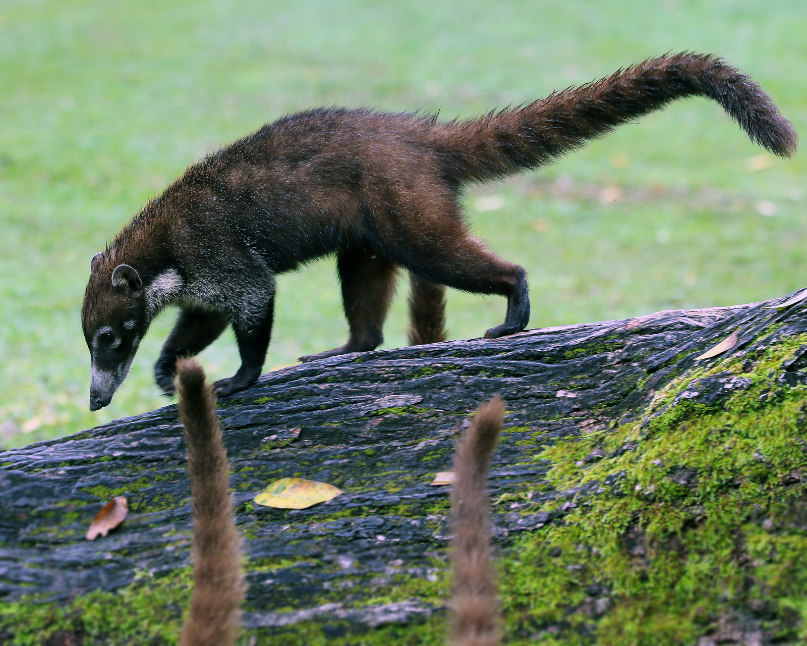 White-nosed Coati