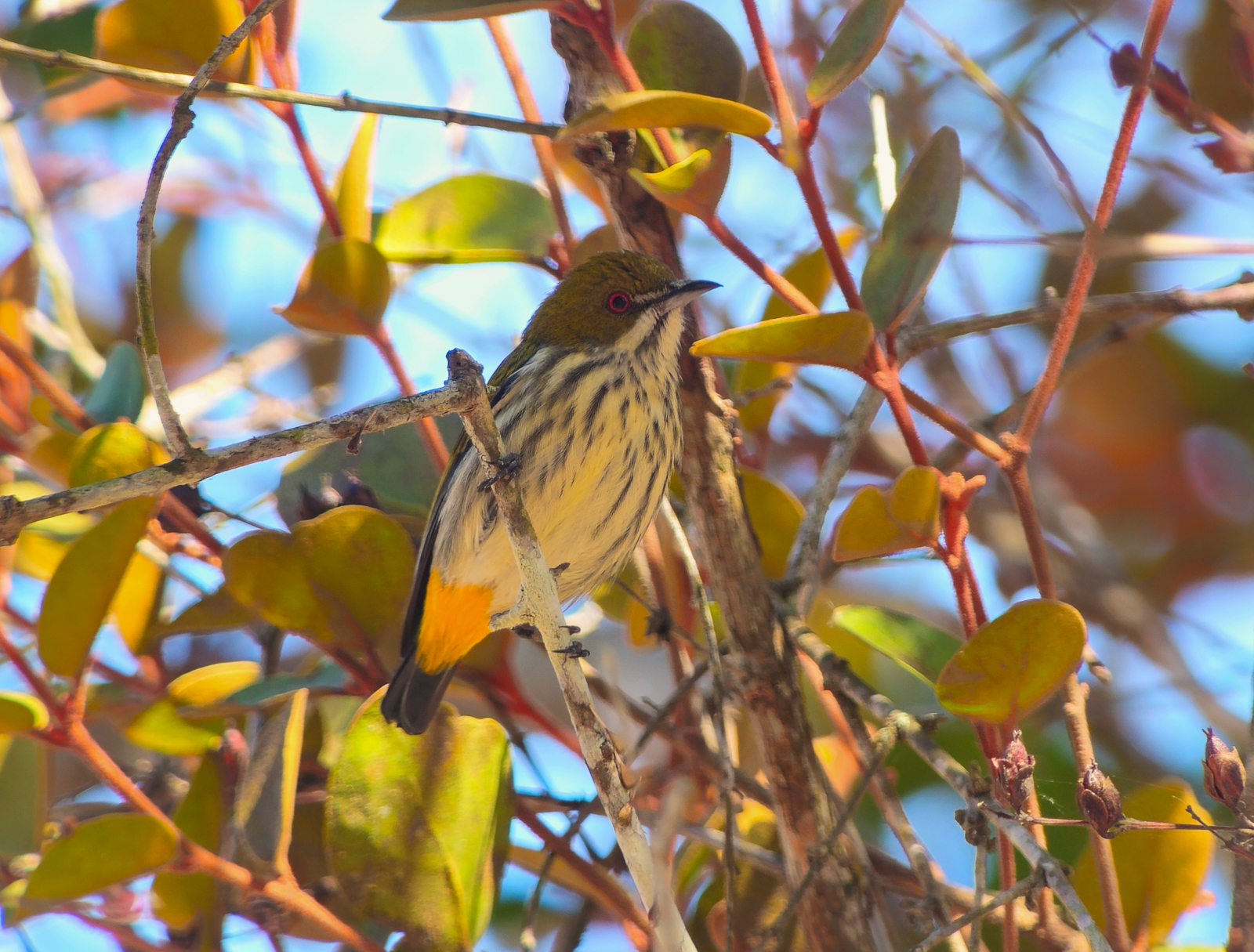Yellow-vented Flowerpecker