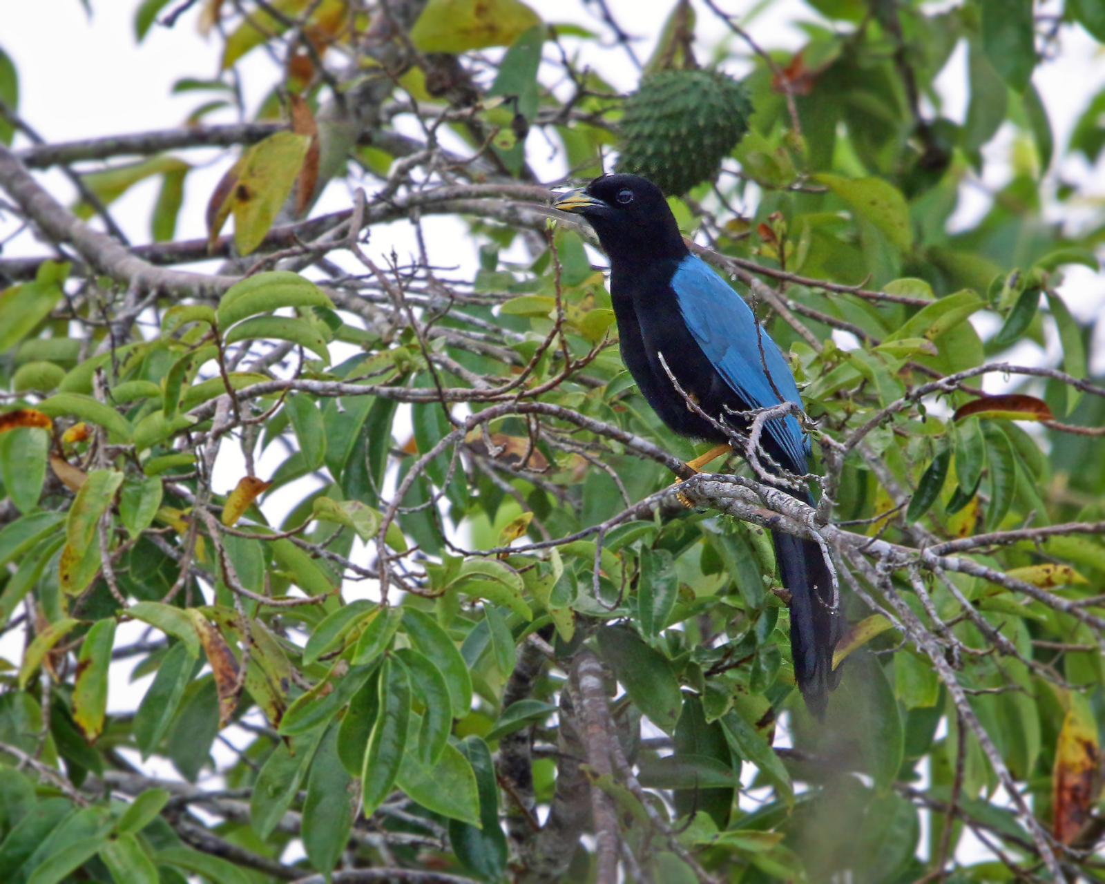 Yucatan Jay