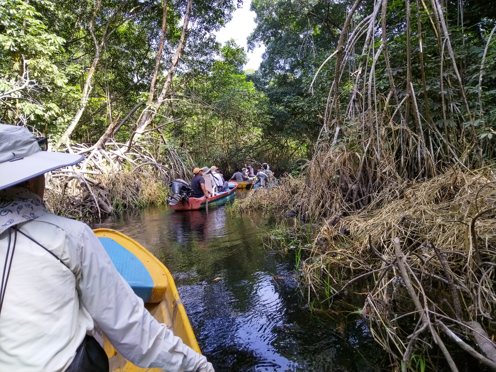 Mangrove boatride