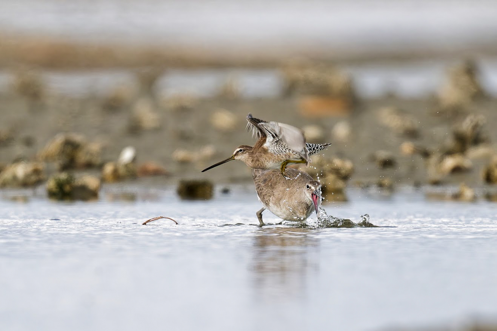 Short-billed Dowitcher (flying) and Willet