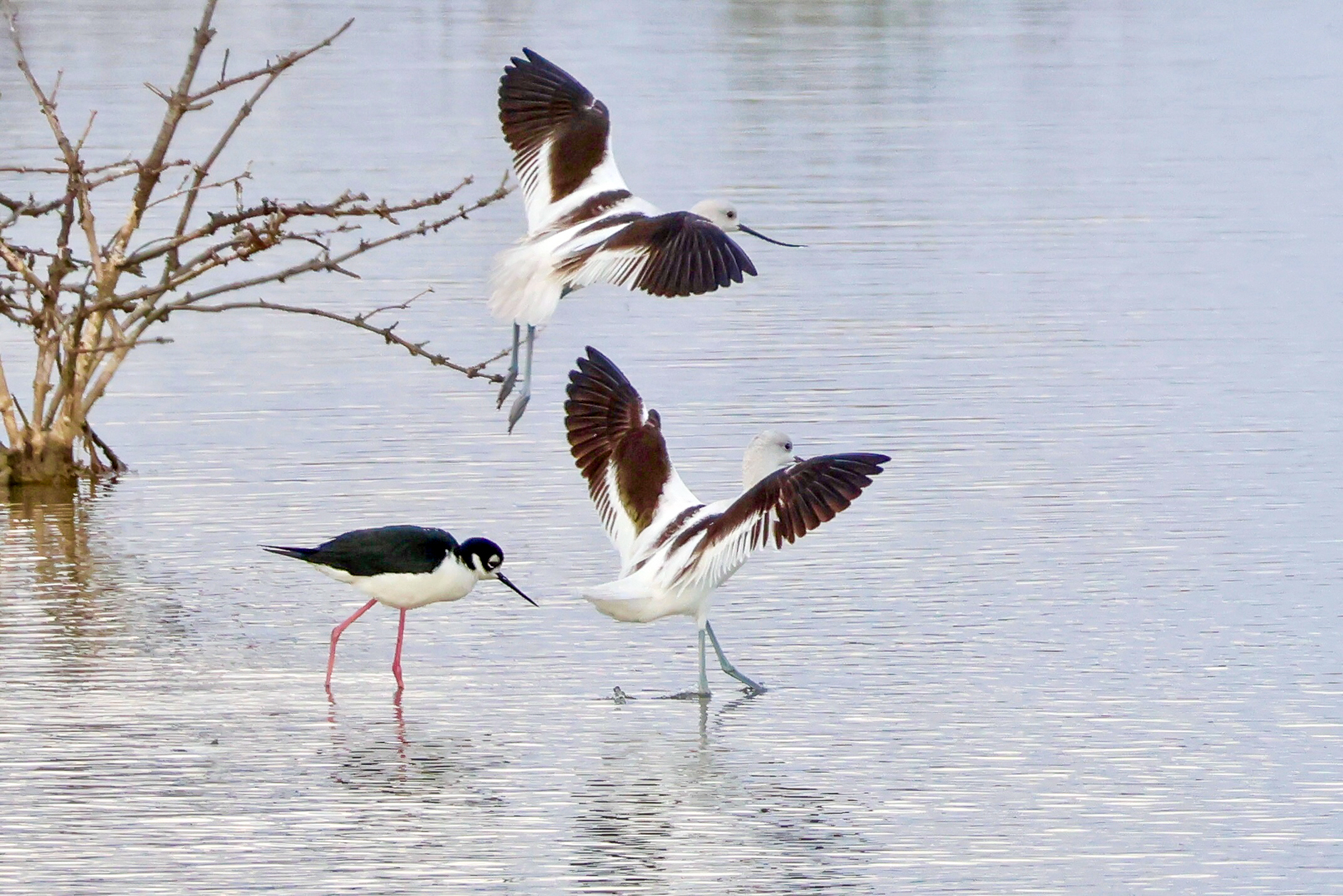 Black-necked Stilt and American Avocets