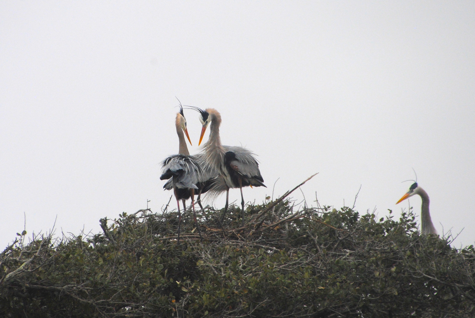 Great Blue Heron rookery