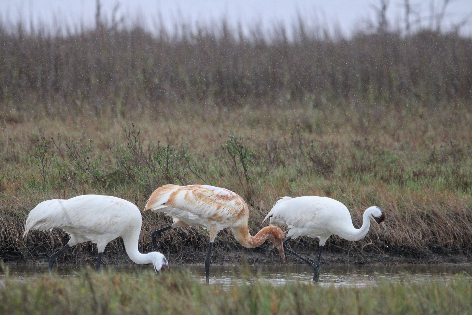 Whooping Crane family