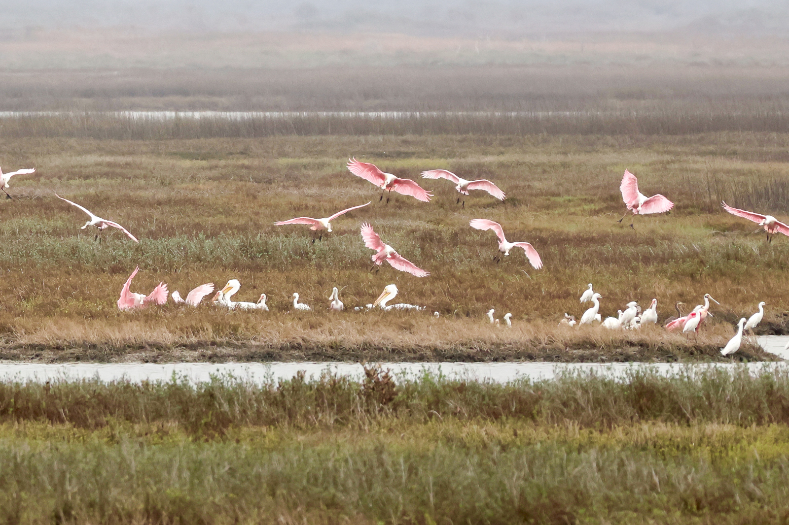 Mixed wader flock