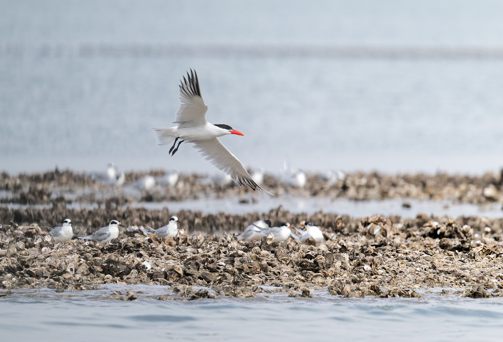 Caspian (flying) and Forster's Terns