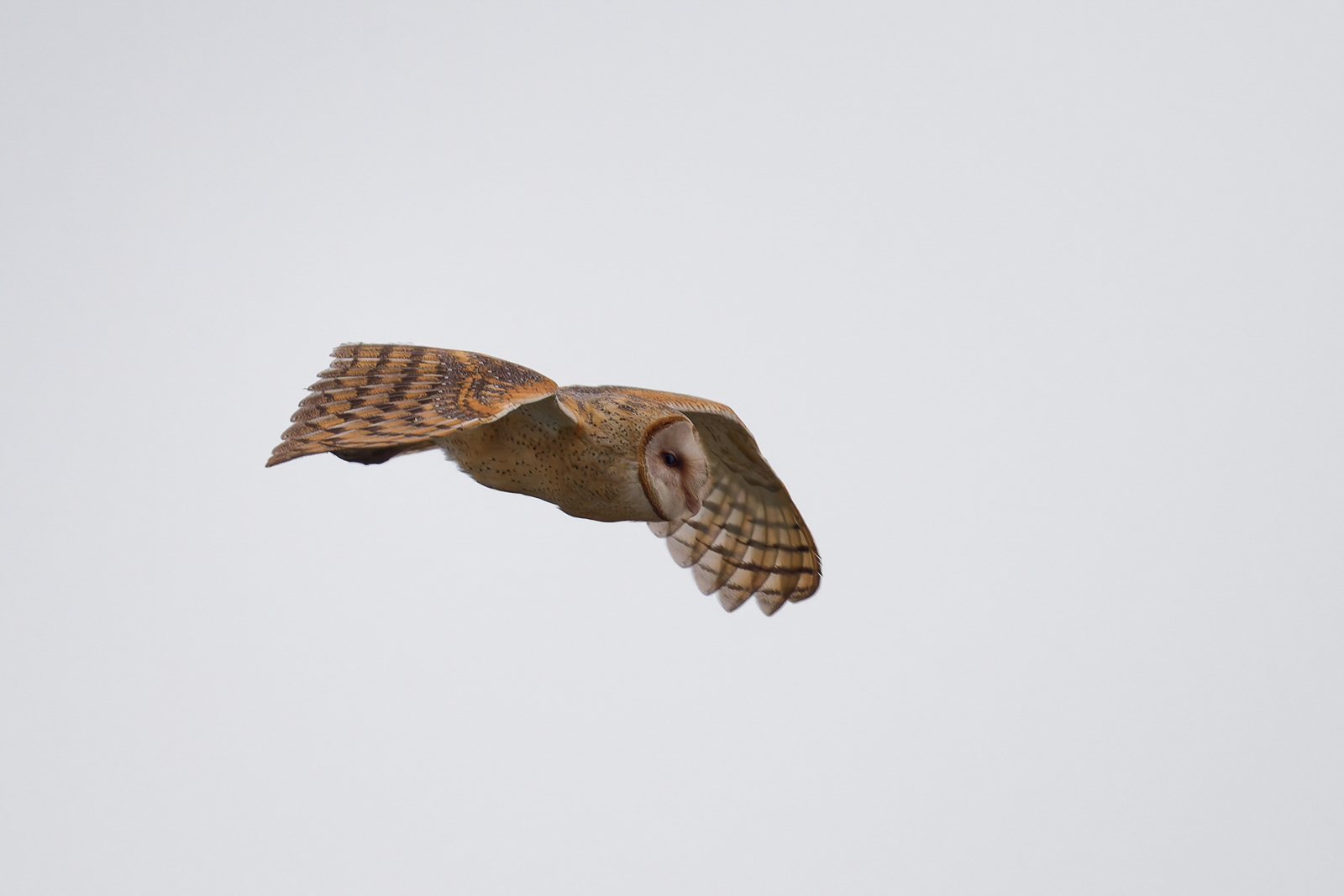 American Barn Owl 