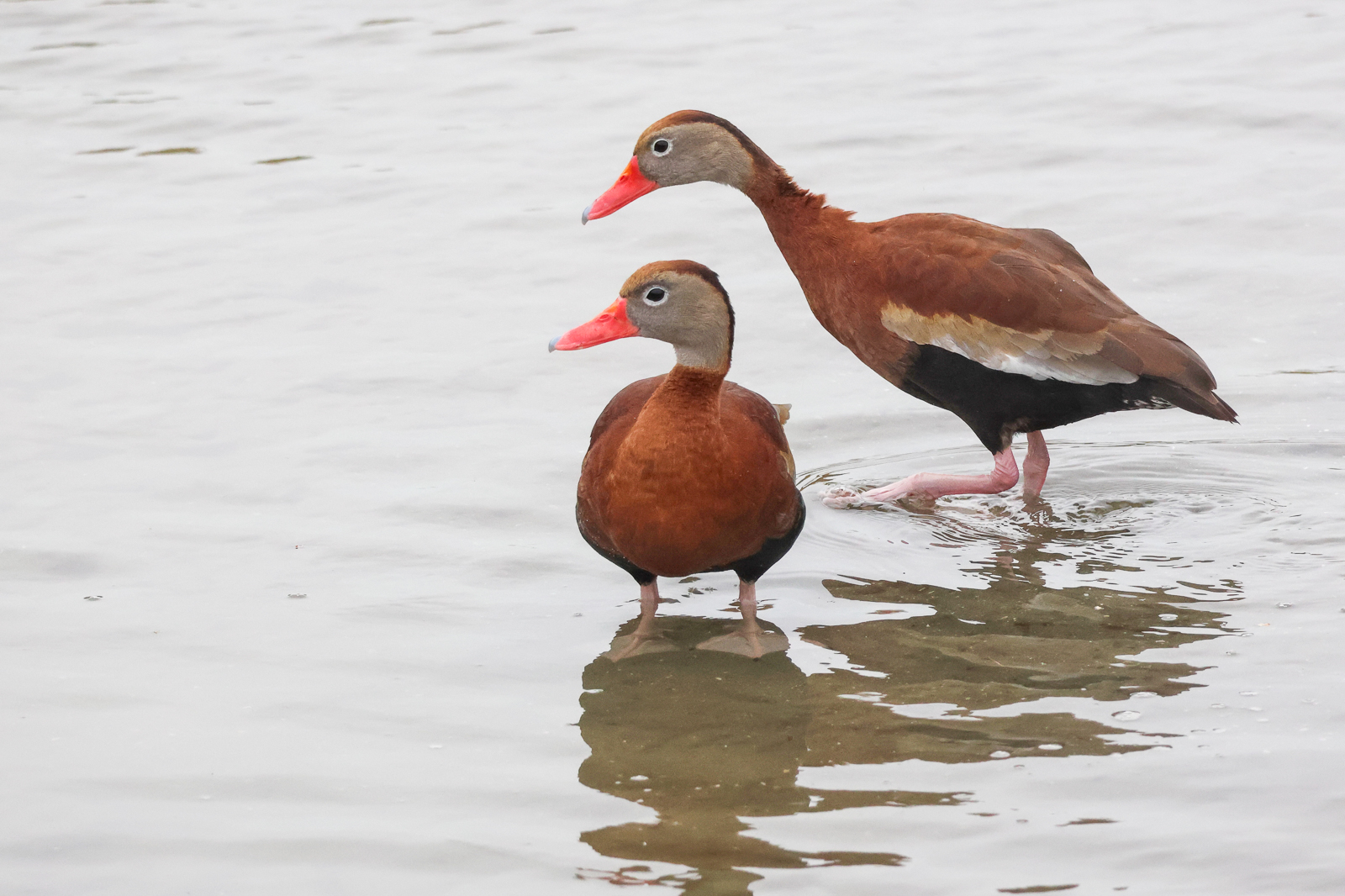 Black-bellied Whistling Ducks