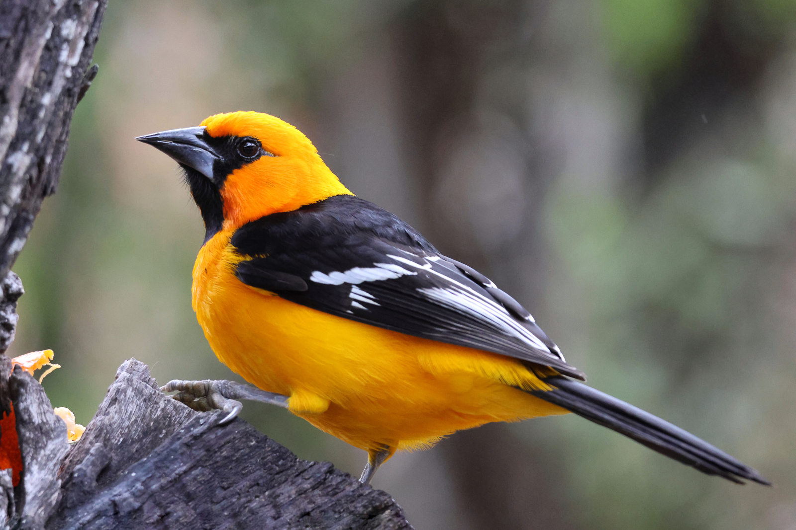 Altamira Oriole