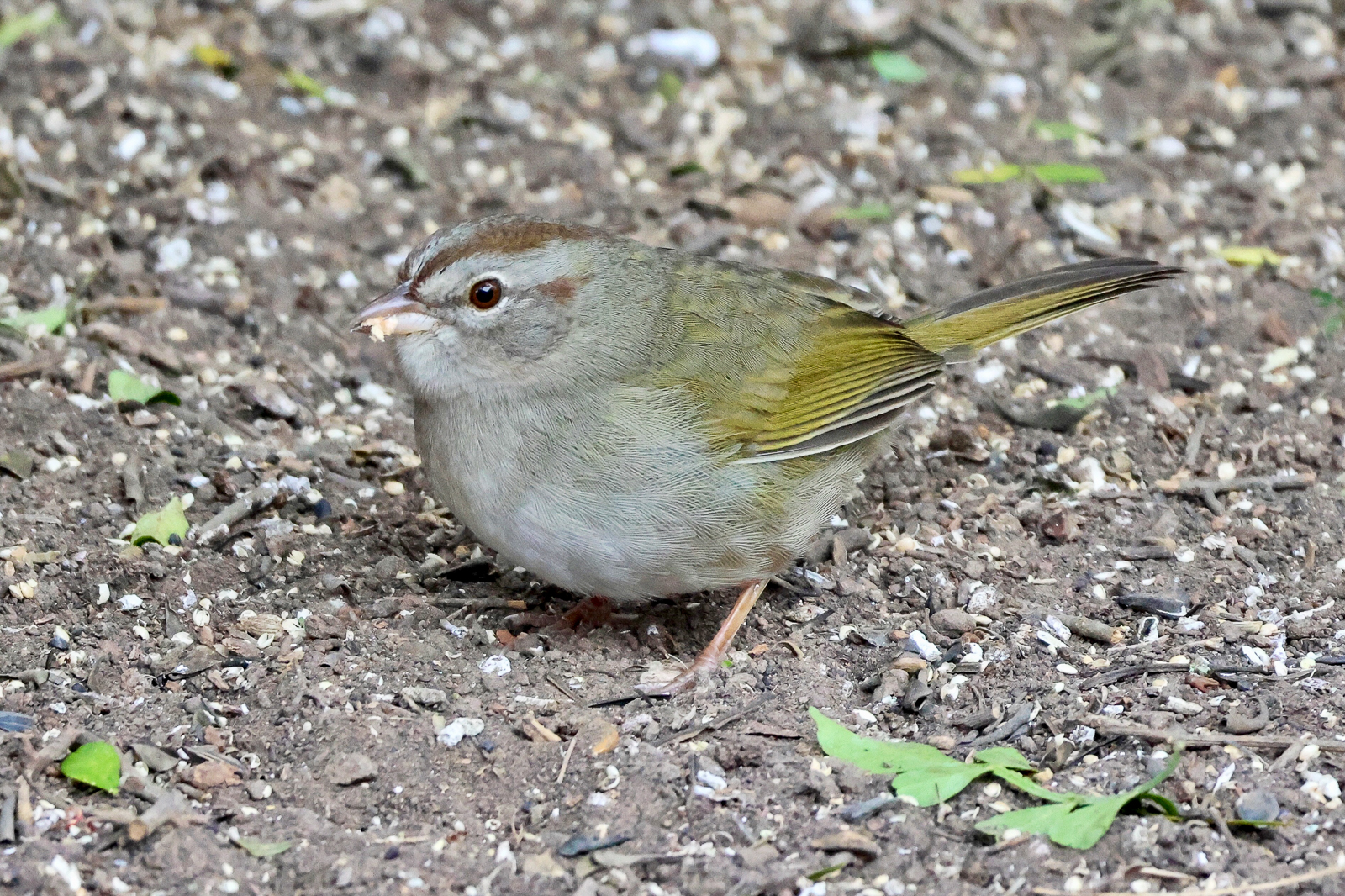 Olive Sparrow