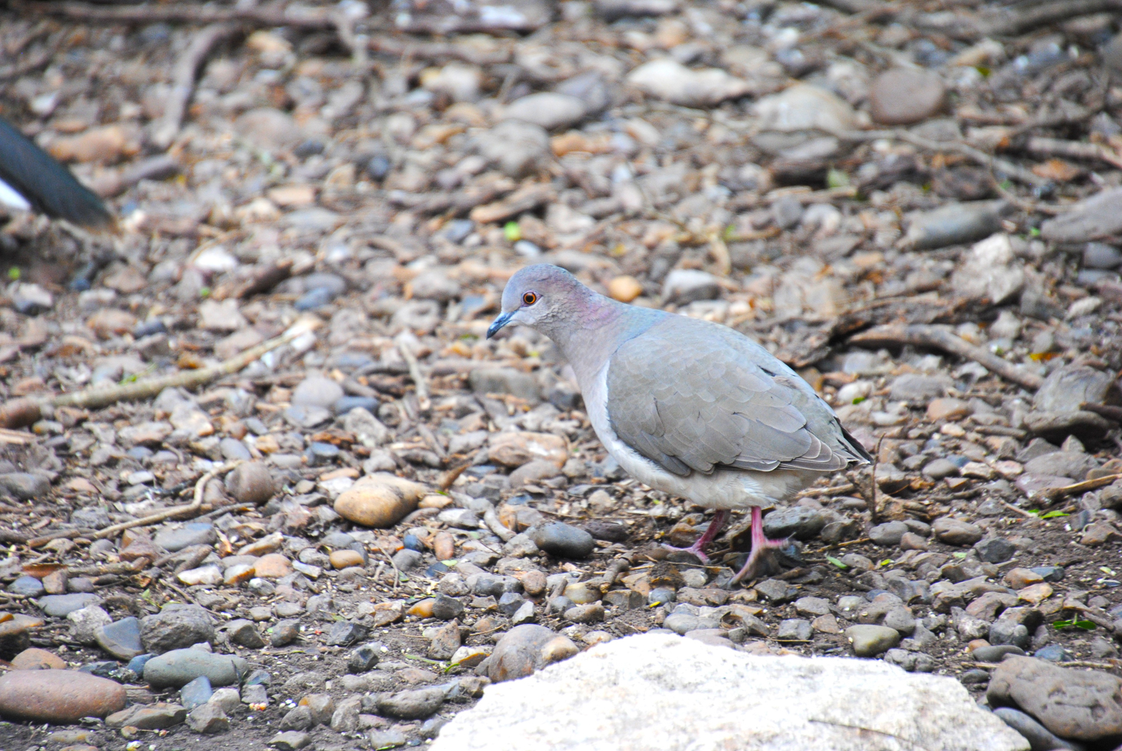 White-tipped Dove without a tail
