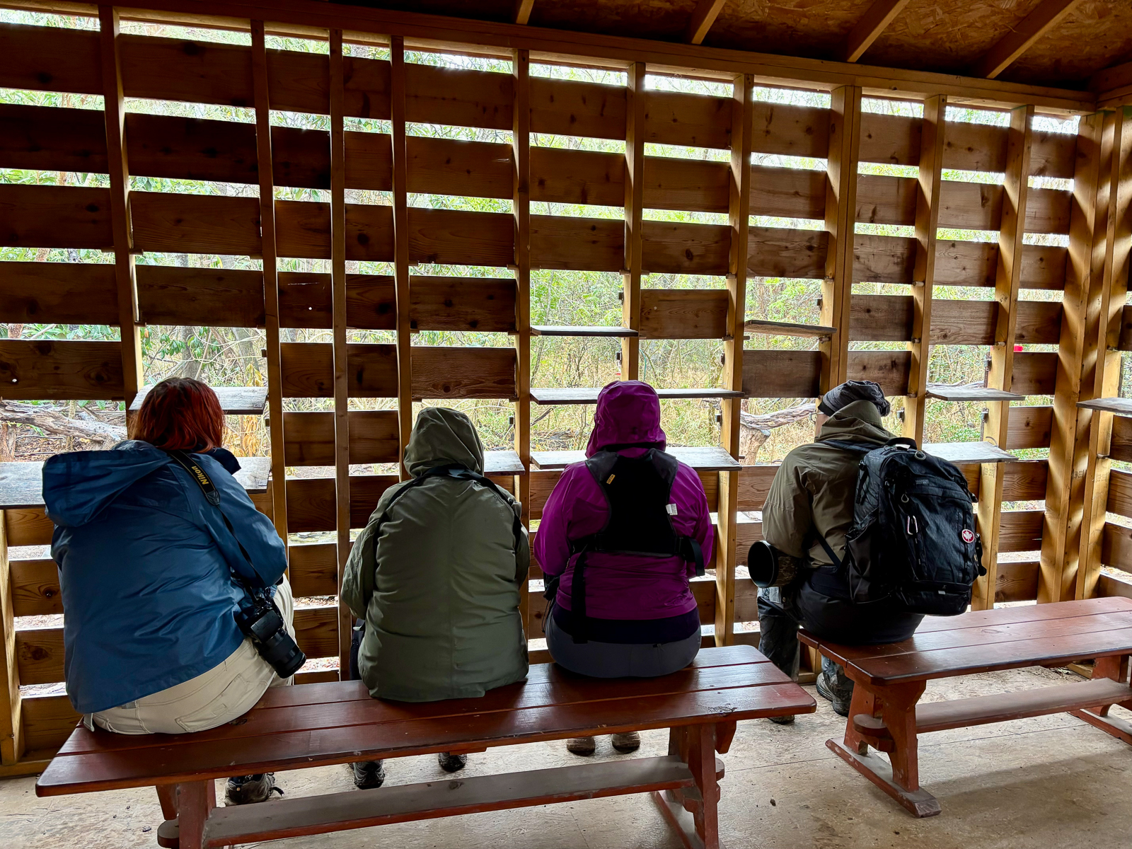 Birding in a blind