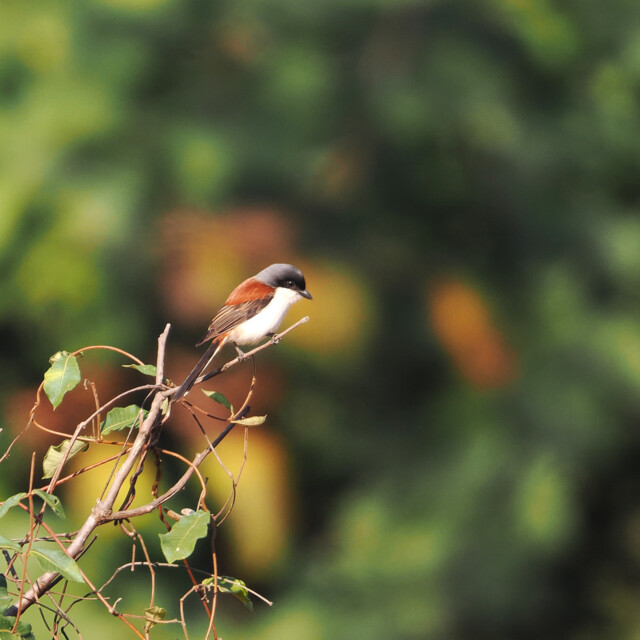 Burmese Shrike
