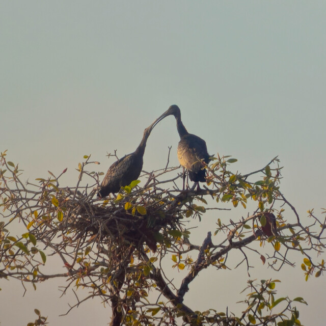 Giant Ibis